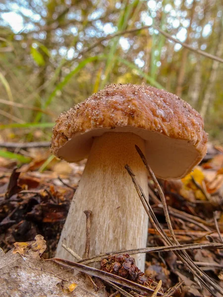 Obrázek Houby Porcini Lese — Stock fotografie