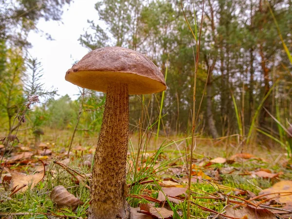 Březový Houby Lese — Stock fotografie