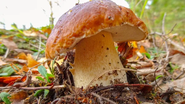 Obrázek Houby Porcini Lese — Stock fotografie