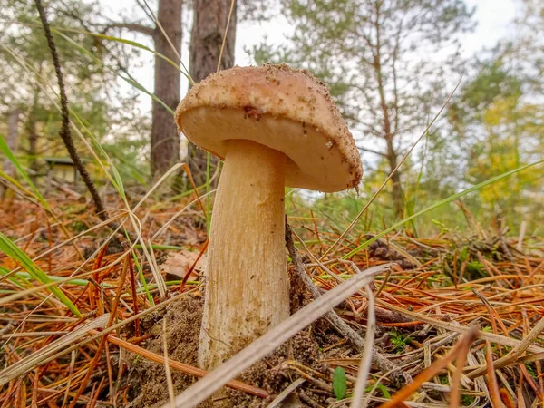 Obrázek Houby Porcini Lese — Stock fotografie