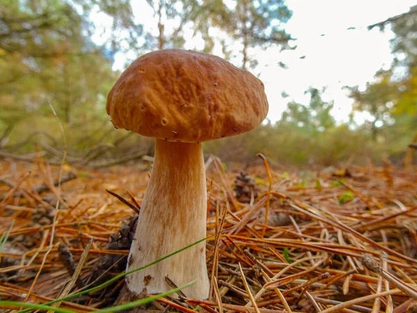 Obrázek Houby Porcini Lese — Stock fotografie