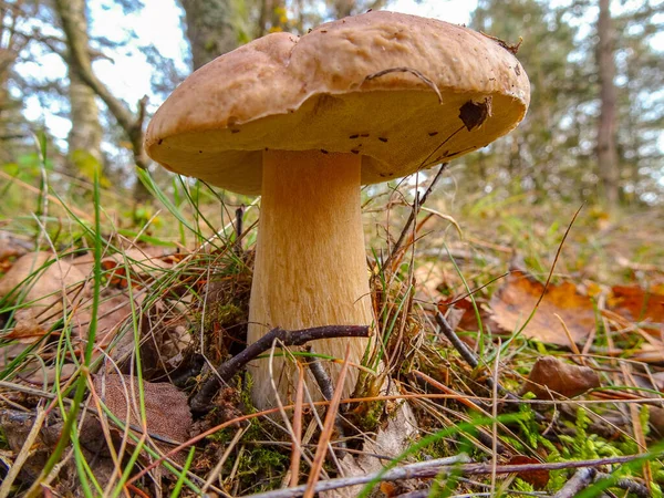 Obrázek Houby Porcini Lese — Stock fotografie