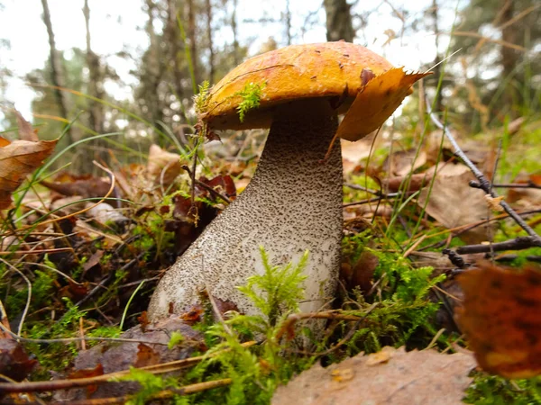森林中的白蘑菇 — 图库照片
