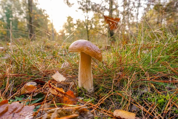 Picture Porcini Mushroom Forest — Stock Photo, Image