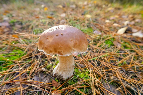 森林里的一种蘑菇的图片 — 图库照片
