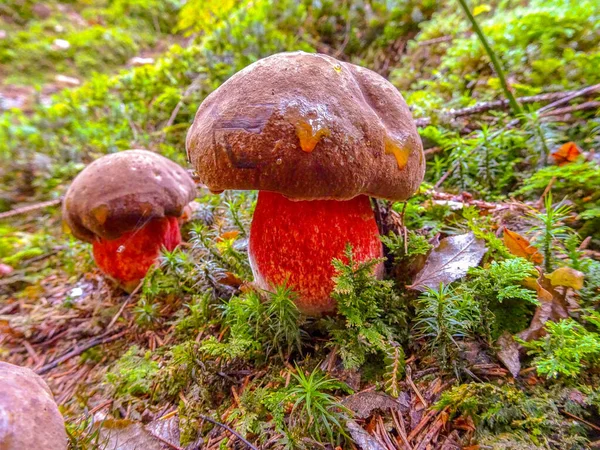 Taburete Sapo Satanás Tambalea Bosque — Foto de Stock