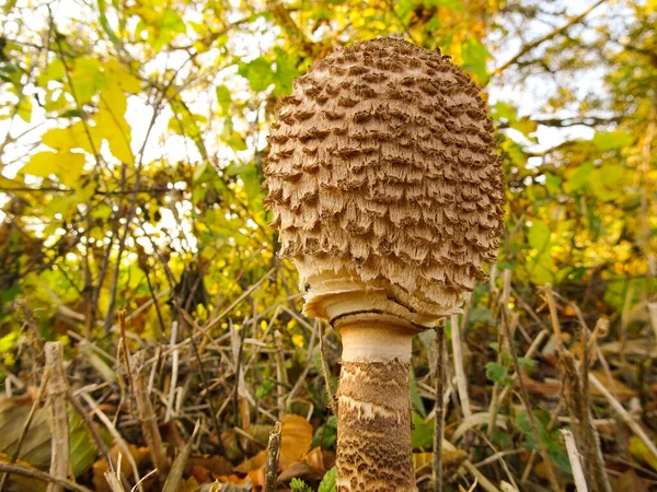 Umbrella Mushroom Forest — ストック写真