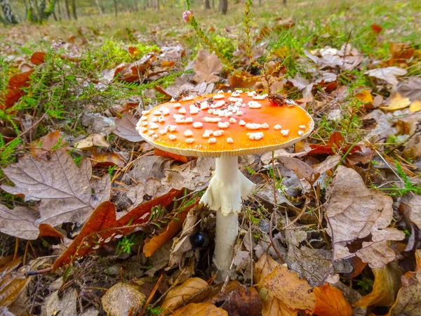 Bild Flugsvamp Skogen — Stockfoto