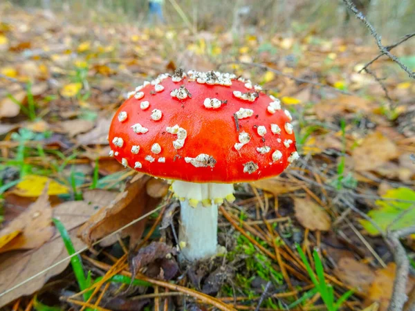 Bild Flugsvamp Skogen — Stockfoto