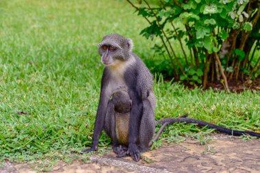 Monkeys in a hotel complex in Kenya clipart