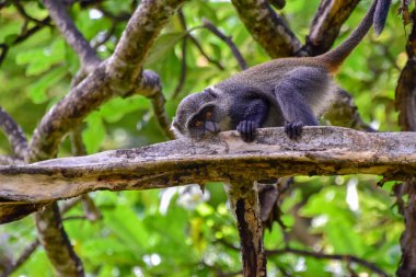 Kenya 'da bir otel kompleksinde maymunlar