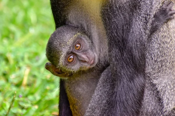 Monkeys Hotel Complex Kenya — Stock Photo, Image