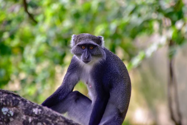 Monkeys Hotel Complex Kenya — Stock Photo, Image