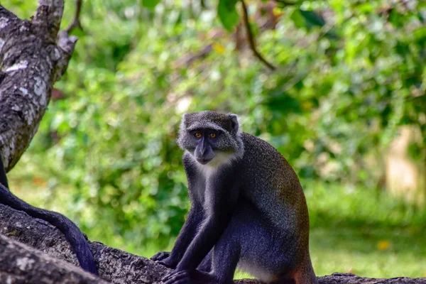 Monkeys in a hotel complex in Kenya