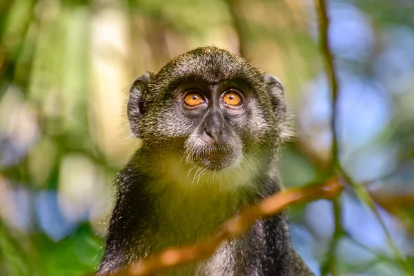 Monkeys Hotel Complex Kenya — Stock Photo, Image