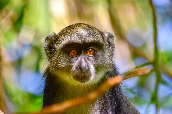 Monkeys Hotel Complex Kenya — Stock Photo, Image