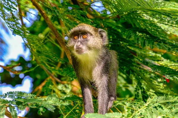 Monkeys Hotel Complex Kenya — Stock Photo, Image