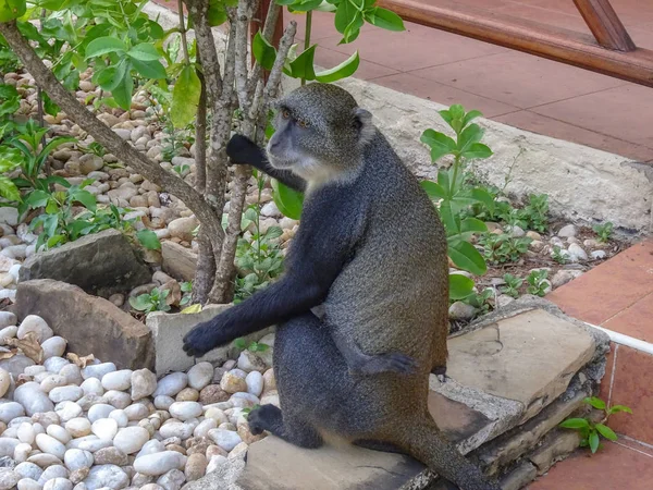 Kenya Bir Otel Kompleksinde Maymunlar — Stok fotoğraf