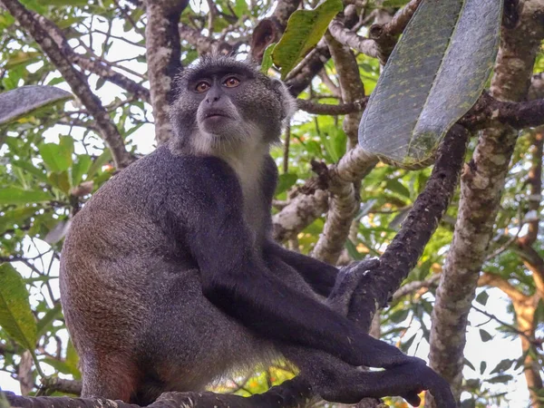 Singes Dans Complexe Hôtelier Kenya — Photo