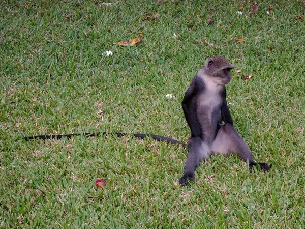 Monos Complejo Hotelero Kenia — Foto de Stock
