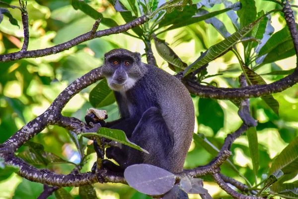 Monkeys Hotel Complex Kenya — Stock Photo, Image