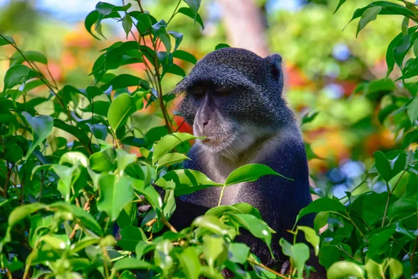 Singes Dans Complexe Hôtelier Kenya — Photo