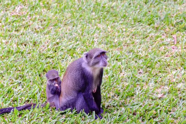 Monkeys in a hotel complex in Kenya