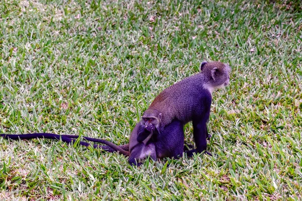 Monos Complejo Hotelero Kenia — Foto de Stock
