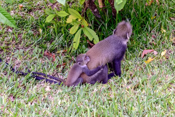 Scimmie Complesso Alberghiero Kenya — Foto Stock