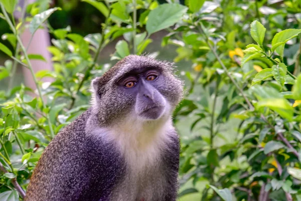 Monkeys in a hotel complex in Kenya