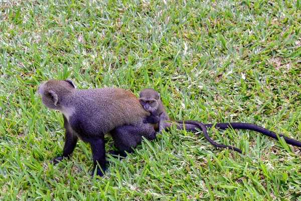 Affen Einem Hotelkomplex Kenia — Stockfoto