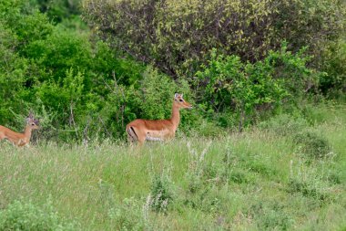 Ulusal Park 'ta antiloplar Tsavo Doğu, Tsavo Batı ve Kenya' da Amboseli