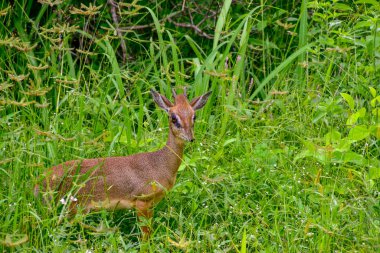 Ulusal Park 'ta antiloplar Tsavo Doğu, Tsavo Batı ve Kenya' da Amboseli