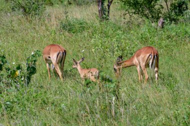 Ulusal Park 'ta antiloplar Tsavo Doğu, Tsavo Batı ve Kenya' da Amboseli