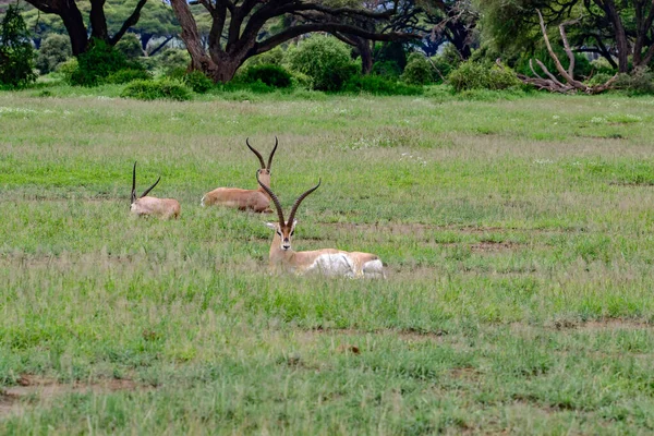 Antelopes Kansallispuistossa Tsavo East Tsavo West Amboseli Keniassa — kuvapankkivalokuva