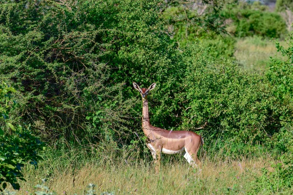 ケニアの国立公園Tsavo East Tsavo West Amboseliのアンテロープ — ストック写真