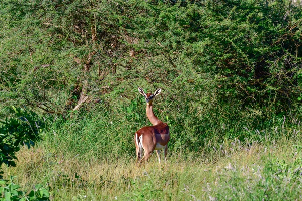 Антилопы Национальном Парке Цаво Восток Цаво Запад Амбосели Кении — стоковое фото