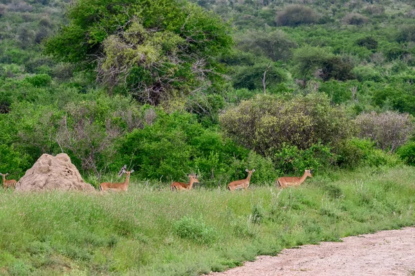 Antelopes Tsavo East Nemzeti Parkban Tsavo West Amboseli Kenyában — Stock Fotó