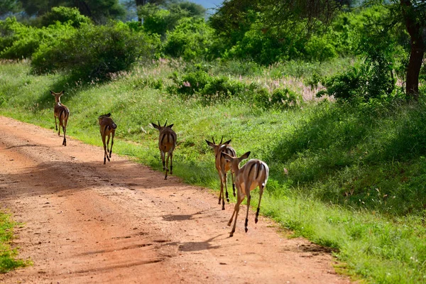 Anteloper Nationalparken Tsavo East Tsavo West Och Amboseli Kenya — Stockfoto