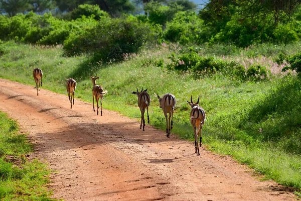 Antílopes Parque Nacional Tsavo Este Tsavo Oeste Amboseli Kenia — Foto de Stock