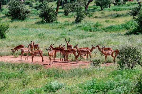 Antilopes Dans Parc National Tsavo East Tsavo West Amboseli Kenya — Photo