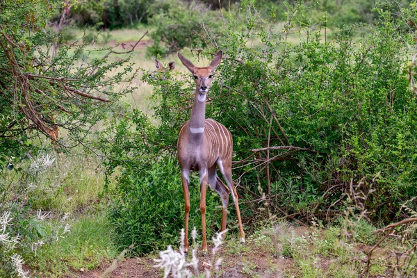 Antily Národním Parku Tsavo Východ Tsavo Západ Amboseli Keni — Stock fotografie