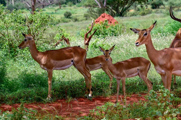 Antelopes Parque Nacional Tsavo Leste Tsavo Oeste Amboseli Quênia — Fotografia de Stock