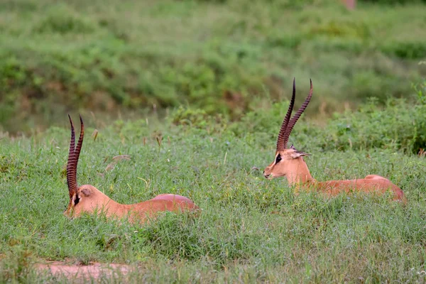 Antilopen Het Nationaal Park Tsavo East Tsavo West Amboseli Kenia — Stockfoto