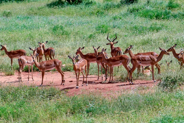 Antylopy Parku Narodowym Tsavo East Tsavo West Amboseli Kenii — Zdjęcie stockowe