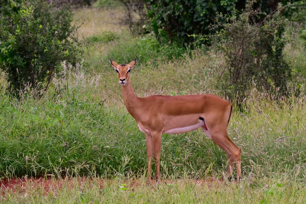 肯尼亚Tsavo East Tsavo West和Amboseli国家公园的羚羊 — 图库照片