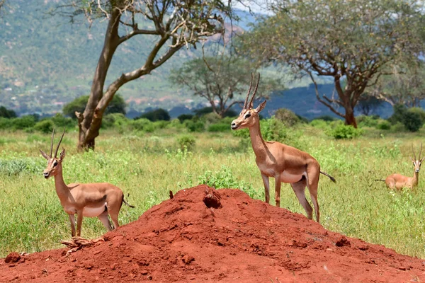 Antelopes Parque Nacional Tsavo Leste Tsavo Oeste Amboseli Quênia — Fotografia de Stock