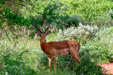 Ulusal Park 'ta antiloplar Tsavo Doğu, Tsavo Batı ve Kenya' da Amboseli