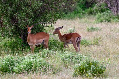 Ulusal Park 'ta antiloplar Tsavo Doğu, Tsavo Batı ve Kenya' da Amboseli