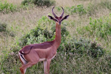 Ulusal Park 'ta antiloplar Tsavo Doğu, Tsavo Batı ve Kenya' da Amboseli